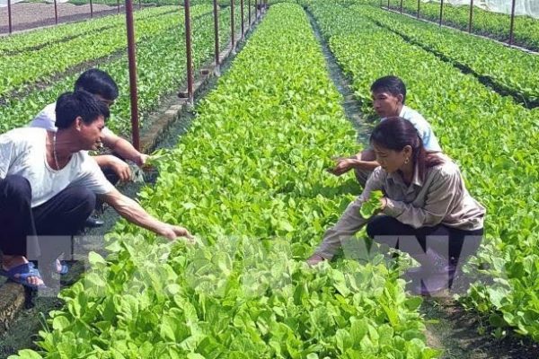 Nông nghiệp công nghệ cao thích ứng với biến đổi khí hậu