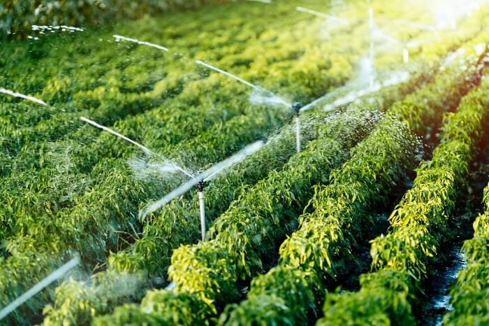 Nghị quyết số: 84/NQ-CP Phê duyệt chủ trương đầu tư Chương trình phát triển Lâm nghiệp Bền vững giai đoạn 2021 – 2025