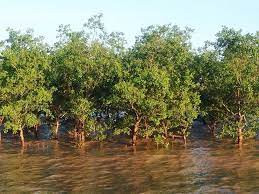 Nghị định số: 119/2016/NĐ-CP về một số chính sách quản lý, bảo vệ và phát triển bền vững rừng ven biển ứng phó với biến đổi khí hậu